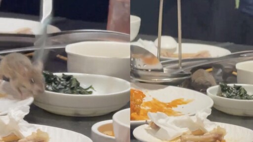 信義區韓式餐廳驚見老鼠飛降 老闆夾走畫面曝光嚇壞食客