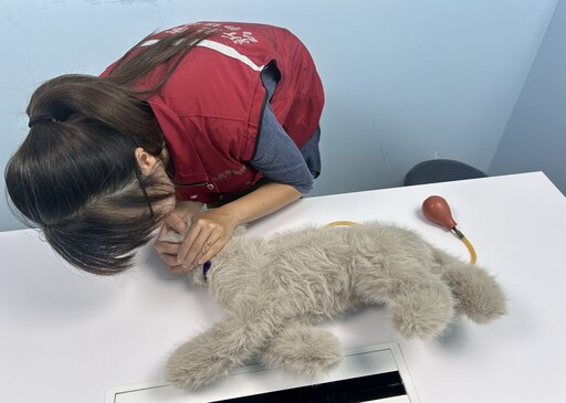 國際貓咪日！新北推廣「貓咪CPR」 守護毛孩生命安全