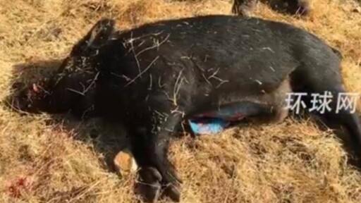 加州獵獲野豬「肉色亮藍」 專家急示警：毒物恐擴散
