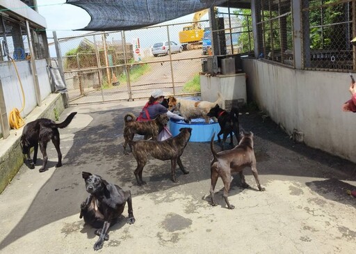 志工陪狗狗打水戰 新北動物之家守護毛寶貝消暑