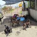 志工陪狗狗打水戰 新北動物之家守護毛寶貝消暑