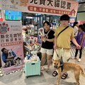 新北動保處七夕連辦兩場 毛寶貝認養會溫馨送嫁妝
