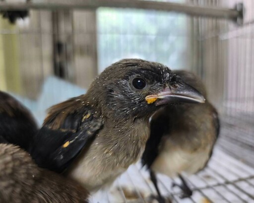 黑白小飛俠掛網驚魂 永和動保員助樹鵲重返巢穴