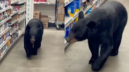 紐澤西超商驚魂！黑熊襲擊90歲婦人 警方當場開槍擊斃