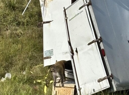 實驗室猴群翻車逃竄！染多種病毒 美警封鎖追捕最後逃猴