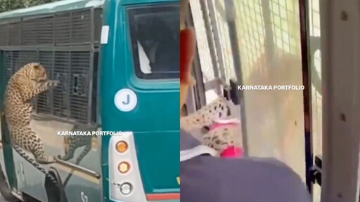 豹子突撲遊園巴士!靠窗女遊客遭抓傷 當局急停駛檢安全