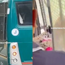 豹子突撲遊園巴士！靠窗女遊客遭抓傷 當局急停駛檢安全