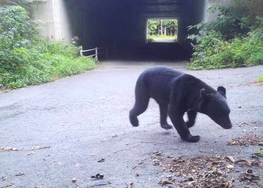 日本秋田熊害惡化！今年已50起傷亡 高齡獵人疲於奔命：比疫情還怕出門
