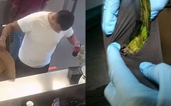 褲襠激凸惹疑！美男闖海關遭攔 內褲竟塞2昏迷鸚鵡