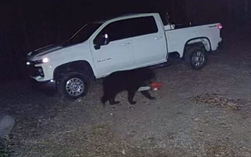 電鋸被誰偷？美國男子查看監視器 驚見熊嘴叼電鋸離場