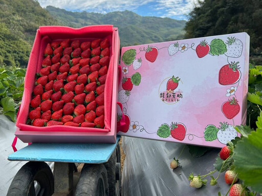 大湖優質草莓嚐鮮 在地小農推新鮮宅配到府