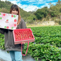 大湖優質草莓嚐鮮 在地小農推新鮮宅配到府