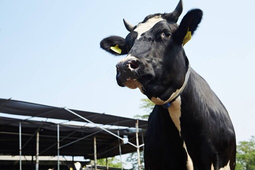 茶之魔手契作養牛 每年親產30萬公升閤家鮮鮮乳