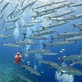 台北潛水課程推薦 從水肺潛水到跨國潛水 開啟水下冒險之旅