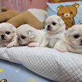 屏東犬舍推薦 南部合法狗舍 優質專業繁殖幼犬買賣