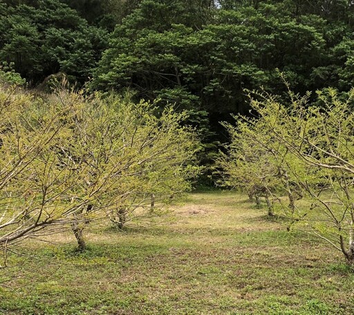 原料自己種!易廣健康培育台灣白及 打造3大優勢顛覆市場認知