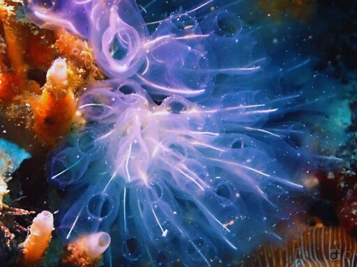 新北學潛水必來!星級專業教練小班制教學 瑞芳初學者輕鬆出發