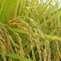花蓮小農米全台熱銷【御見好米】得獎有機米宅配到你家