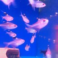 台北松山觀賞魚店推薦 水族街必逛人氣水族用品專賣店