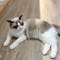 中壢貓咪咖啡廳必訪 不限時空間與貓咪共度療癒時光