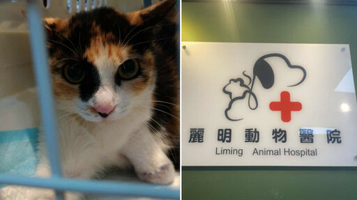 浪貓豆花受困捕獸夾 麗明動物醫院出手相救並籲正視陷阱危害