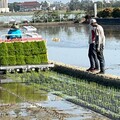 水稻栽培新技術 節水減碳抑雜草