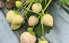 敏實科大x苗栗草莓業 申請AI智慧檢測SBIR計畫提昇草莓產能品質及休閒附加價值