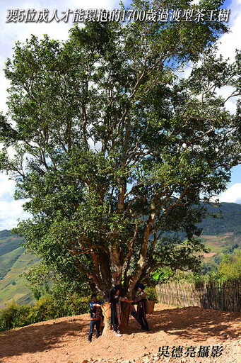 普洱邦崴1700歲過渡型茶王樹2013年青餅新發現