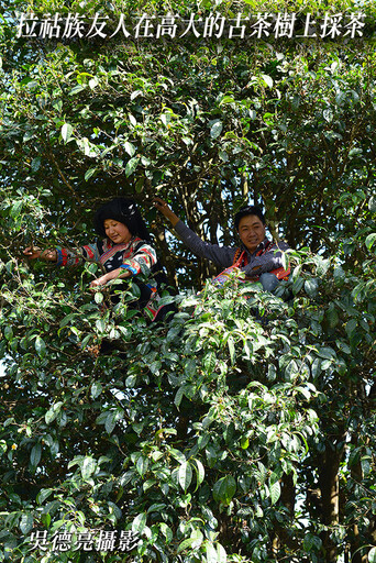 普洱邦崴1700歲過渡型茶王樹2013年青餅新發現