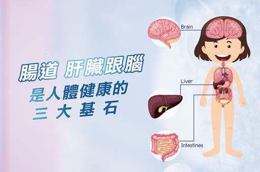 維繫腸道、肝臟跟腦的健康 是人體正常運作的三大基石