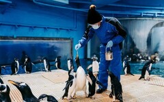 屏東海生館歡度世界企鵝日 馬可羅尼企鵝寶寶成長過程萌樣曝光