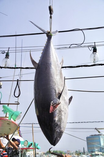 穩定黑鮪魚市場供需及價格 屏東縣政府促加速興建冷鏈中心