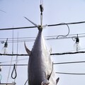 穩定黑鮪魚市場供需及價格 屏東縣政府促加速興建冷鏈中心