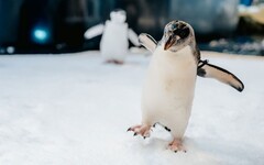屏東海生館企鵝年度健檢 揭露企鵝雙腳不會凍僵的秘密 海生館世界海洋日系列精彩活動 敲響仲夏序曲