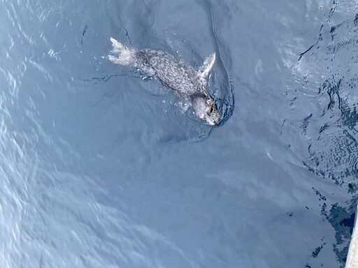 鼻頭角海域出現罕見海豹