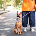 高雄動保處好「伴bàn」 今年首度開辦暑期狗狗訓練營