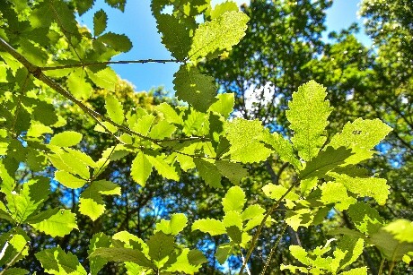 守護瀕危樹種「槲櫟」 日本普利司通攜手林保署新竹分署認養關西復育造林計畫