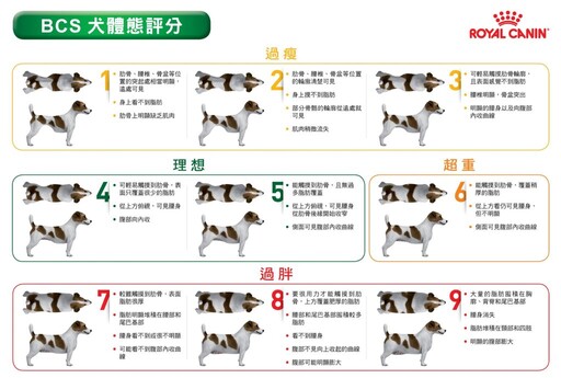 貓犬肥胖危機有礙健康！掌握寵物體重管理關鍵 法國皇家呼籲健康餵養、運動雙管齊下 助力貓犬遠離肥胖