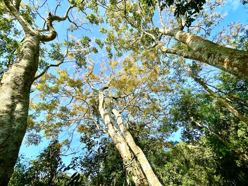 二號彩色森林步道美景開箱 台中大坑登山步道春遊減脂