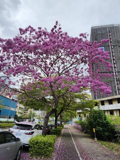 台中市風鈴木美妙 金黃粉紅花海吸睛