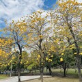 黃花風鈴木與櫻花美麗浪漫花毯 櫻花、風鈴木賞花攻略地圖出爐