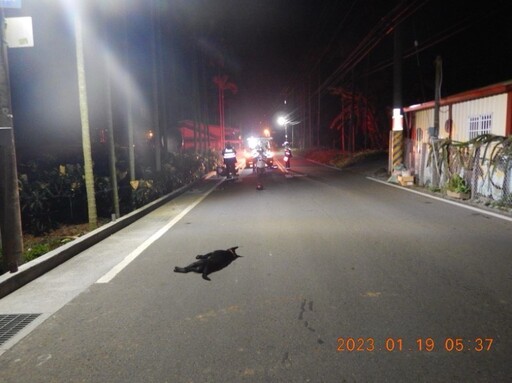 台中警籲飼主落實寵物管理 防動物脫逃釀禍護行車安全