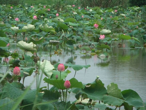 賞花不必等夏天 大漢溪新海濕地首波荷花搶先盛開!