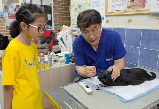 高雄國小女生搶救重傷流浪貓 從白天堅守到黑夜逾3小時不放棄 順利營救送醫！