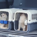 澎湖查獲名貴走私貓種全部安樂死