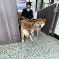 清水2柴犬相約偷閒誤走失 女大生載狗上課求助派出所溫馨破案