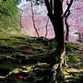 【郎亞玲有情癡】地心深處