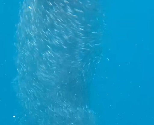 澎湖 「魚柱」現象令潛客驚嘆 自然之美盡收眼底(內有影片)