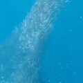 澎湖 「魚柱」現象令潛客驚嘆 自然之美盡收眼底（內有影片）