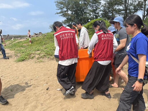 海龜誤入貢寮九孔池 新北動保處聯合啟動救援行動!